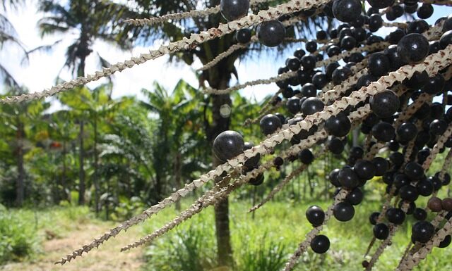 Jagody acai: poznaj odpowiedzi na najważniejsze pytania jagody acai