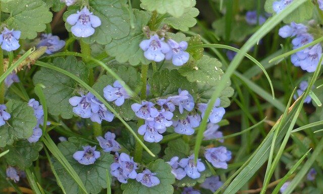 Kurdybanek – co to za roślina? kurdybanek