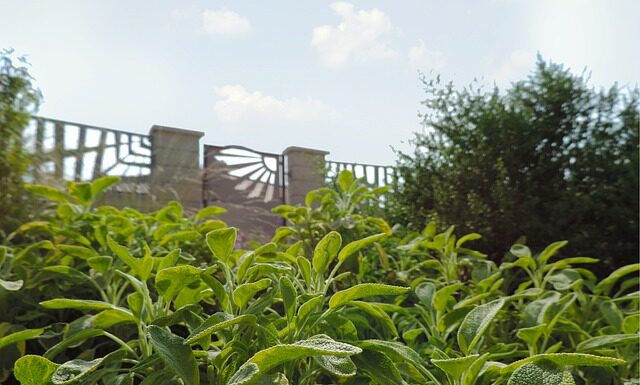 Na jakie dolegliwości można stosować szałwię? szałwia, sząłwia na co jest