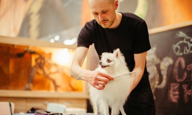 Rodzaje szczotek dla psów. Czym się kierować przy wyborze? szczotka dla psa