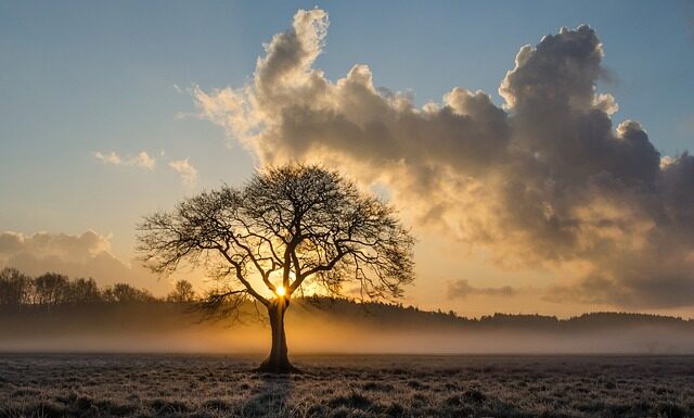 Dlaczego dąb usycha? Dlaczego dąb usycha?
