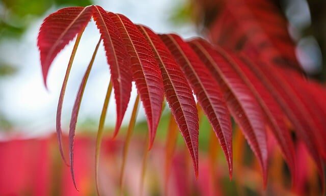 Co to jest sumac po polsku? Co to jest sumac po polsku?