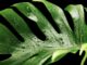 Czy monstera nadaje się na balkon?