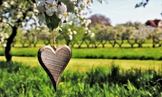 Jakie drzewka z pestki? Jakie drzewka z pestki?