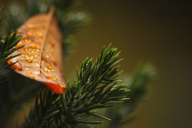 Jakich roślin nie lubią tuje? Jakich roślin nie lubią tuje?