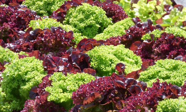 Jak wyhodować krzewy z nasion? Jak wyhodować krzewy z nasion?