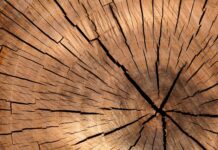 Ile kosztuje metr sześcienny drewna dębowego?