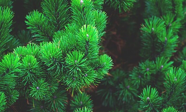 Jak sadzić choinki z nasion?