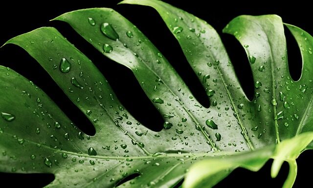Czy monstera płacze na deszcz? Czy monstera płacze na deszcz?