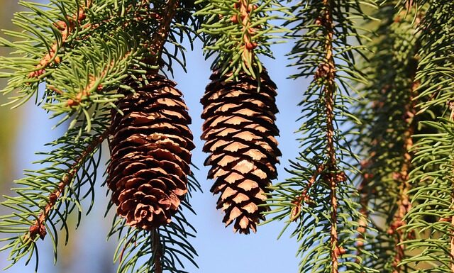 Z czego zrobić ściany do wiaty? Z czego zrobić ściany do wiaty?
