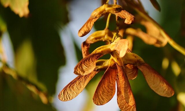 Kiedy rozmnażać krzewy? Kiedy rozmnażać krzewy?