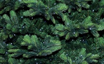 Czego nie lubią iglaki?