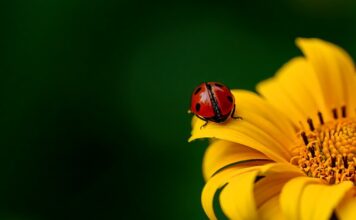 Co ile daje się słupek do siatki? Co ile daje się słupek do siatki?