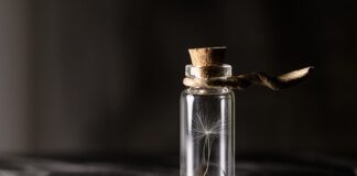 Gdzie można kupić sadzonki drzew?