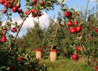 Czy można posadzić jabłoń z pestki?