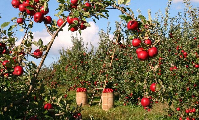 Czy można posadzić jabłoń z pestki?