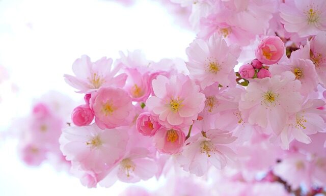 Jakie rośliny wyrosną z pestki? Jakie rośliny wyrosną z pestki?