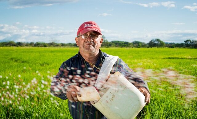Czym zaprawić nasiona przed siewem?
